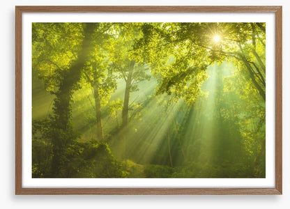 Forest of heaven