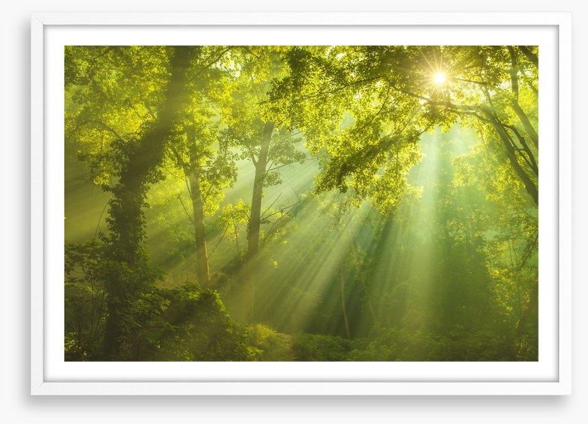 Forest of heaven