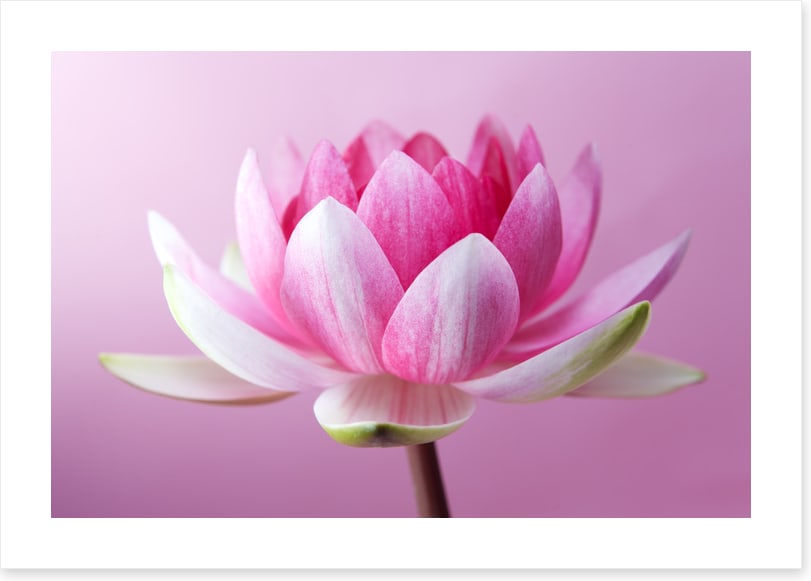 Unfurling lotus