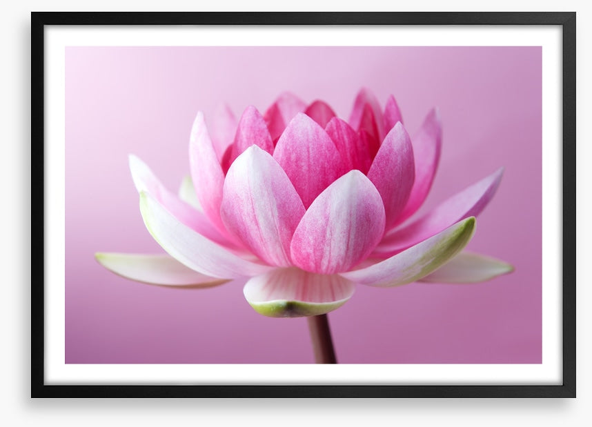 Unfurling lotus