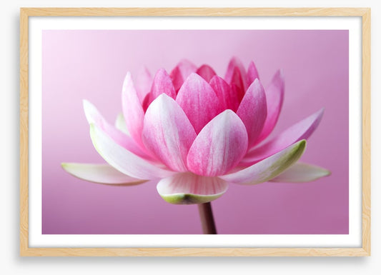 Unfurling lotus
