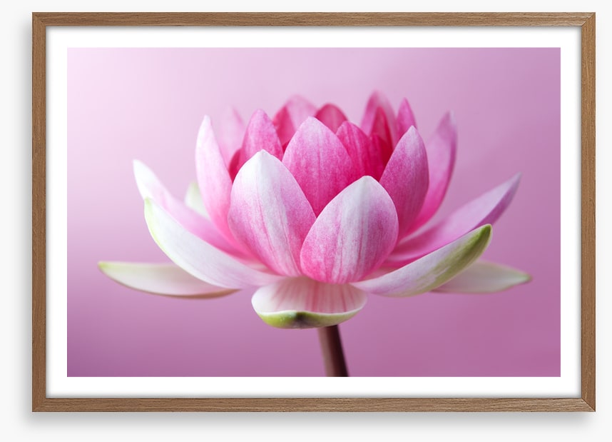 Unfurling lotus
