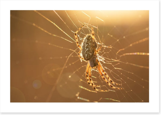 Insects