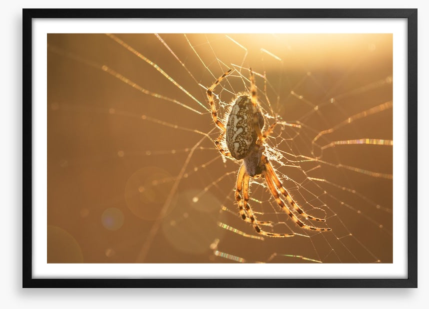 Insects