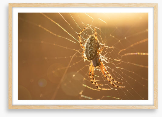 Insects
