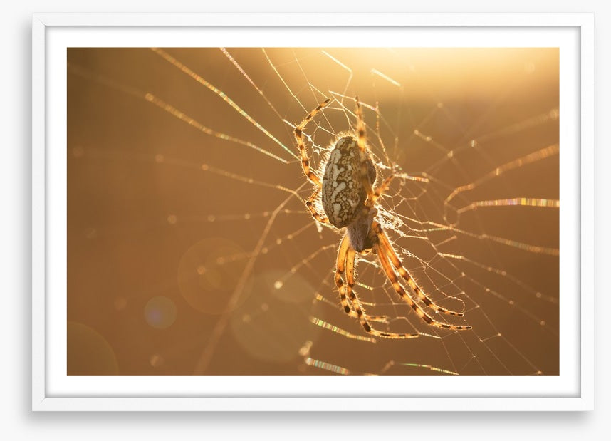 Insects