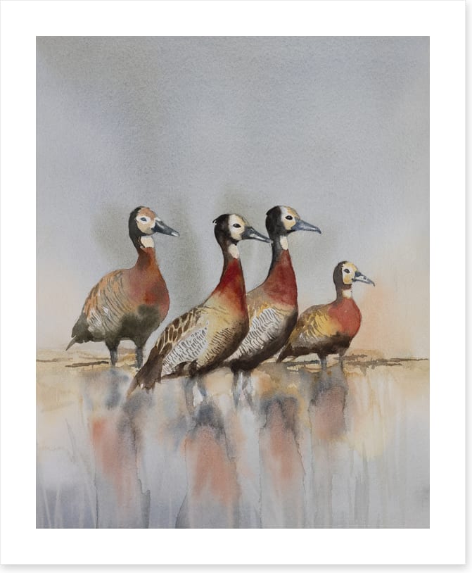 Four whistling ducks