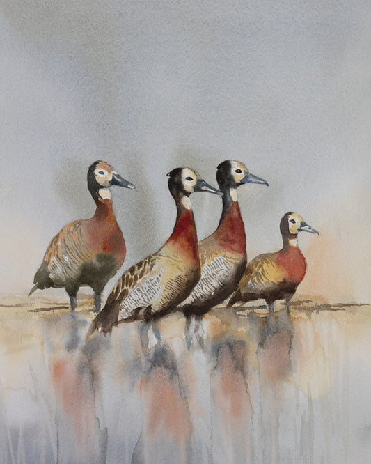 Four whistling ducks