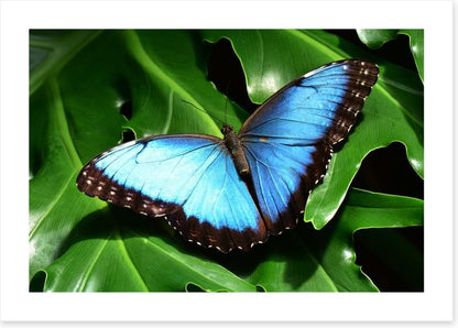Insects