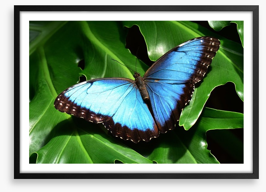 Insects