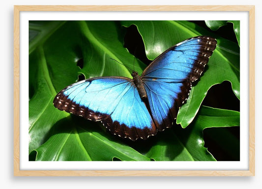 Insects