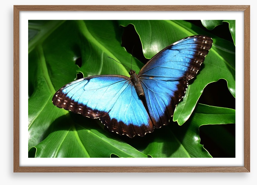Insects