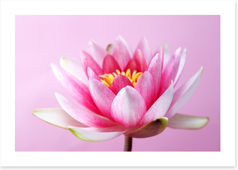 Lotus revealed