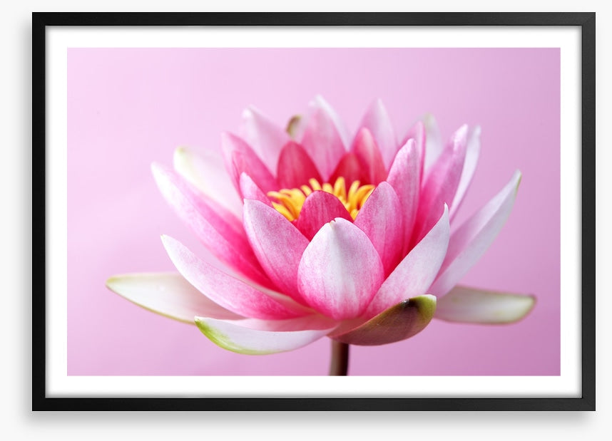 Lotus revealed