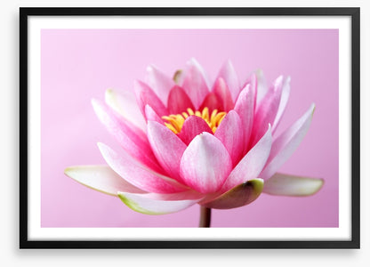 Lotus revealed