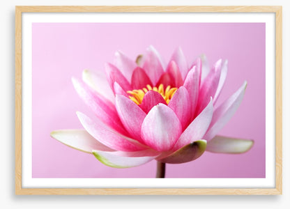 Lotus revealed