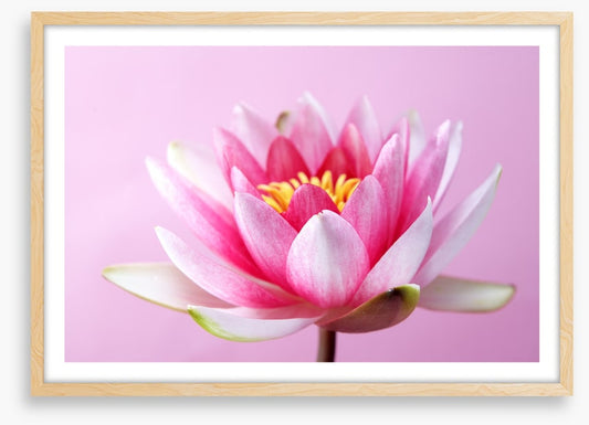 Lotus revealed
