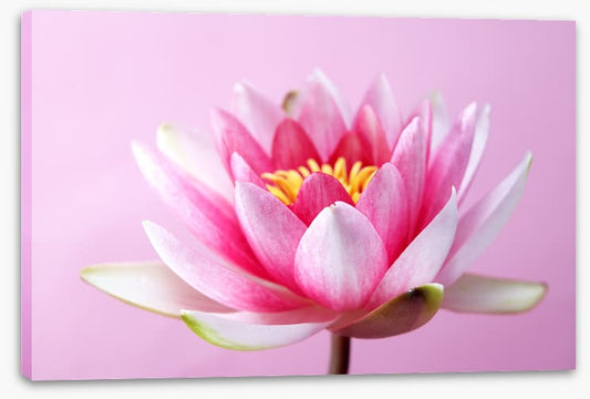 Lotus revealed