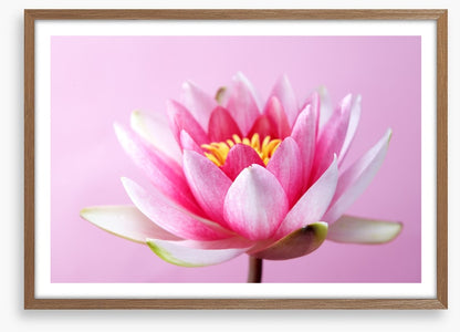 Lotus revealed