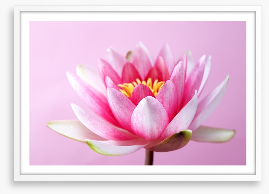 Lotus revealed