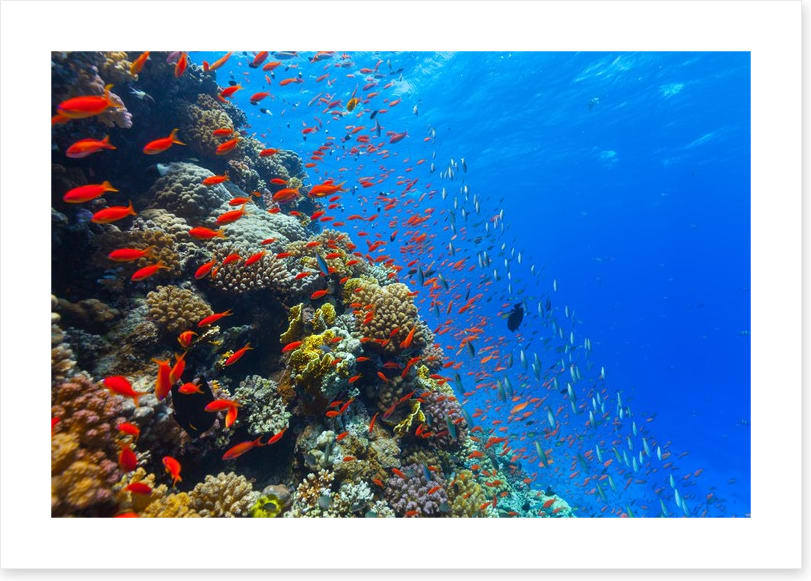Coral crossing