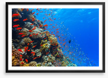Coral crossing