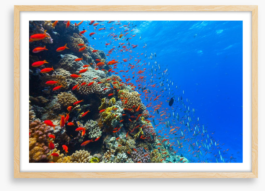 Coral crossing