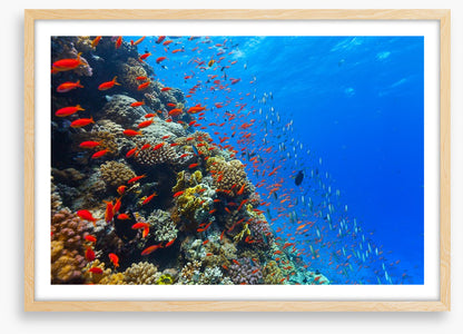 Coral crossing