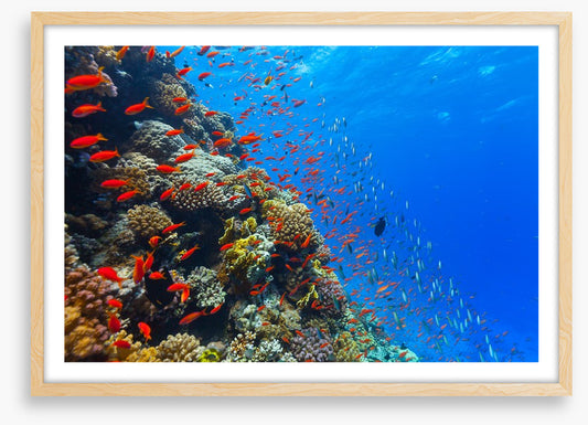 Coral crossing