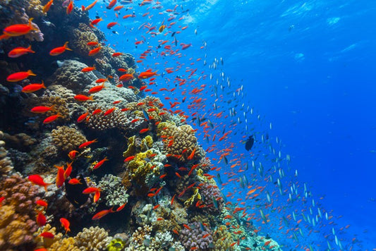 Coral crossing