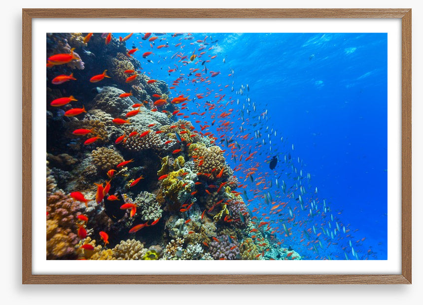 Coral crossing
