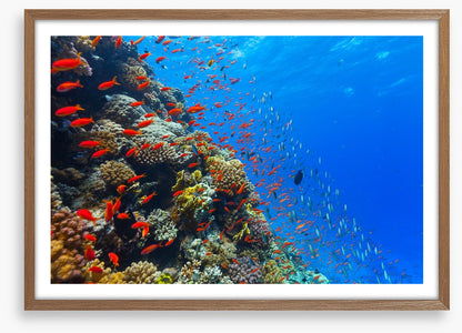 Coral crossing