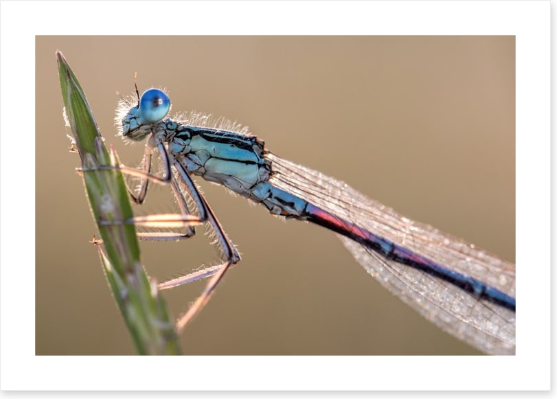 Insects
