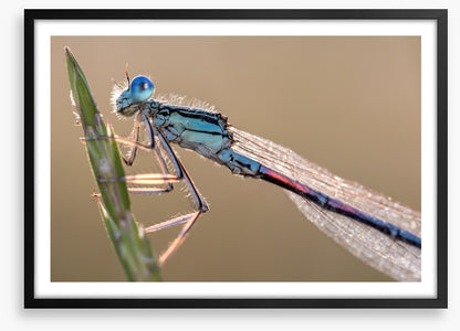 Insects