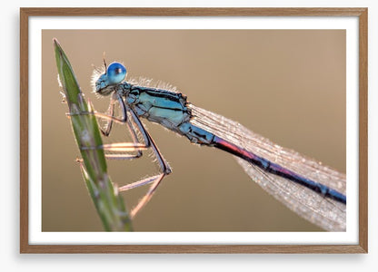 Insects