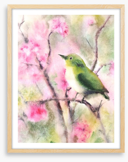 Spring serenade