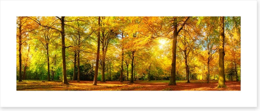 Falling light panorama