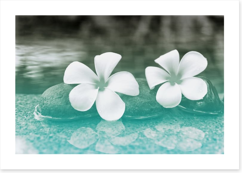 Purity blooms