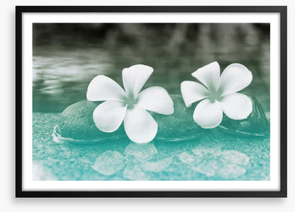 Purity blooms