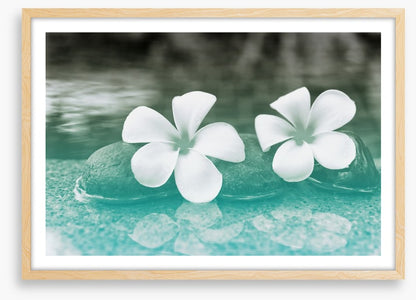 Purity blooms