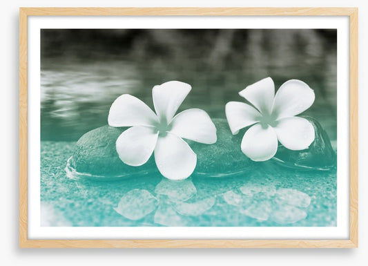 Purity blooms