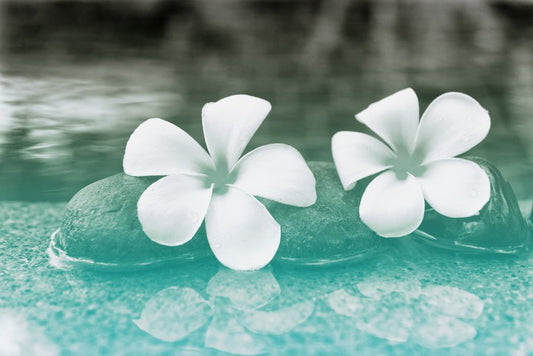 Purity blooms