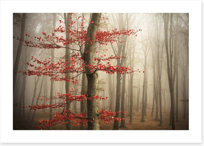 Last Autumn leaves