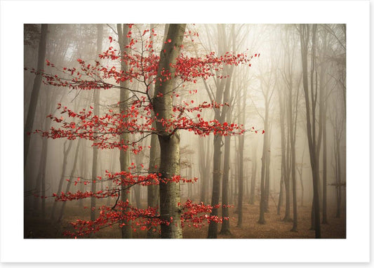 Last Autumn leaves