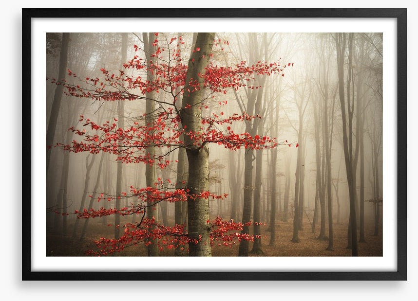 Last Autumn leaves