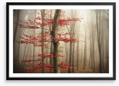 Last Autumn leaves