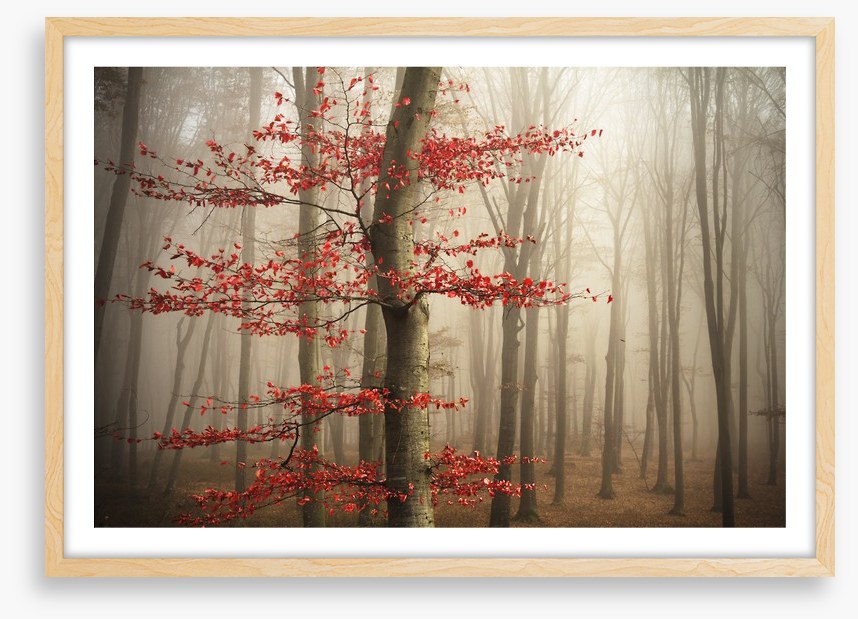 Last Autumn leaves