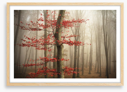 Last Autumn leaves