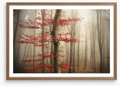 Last Autumn leaves