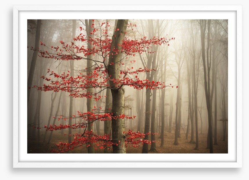 Last Autumn leaves